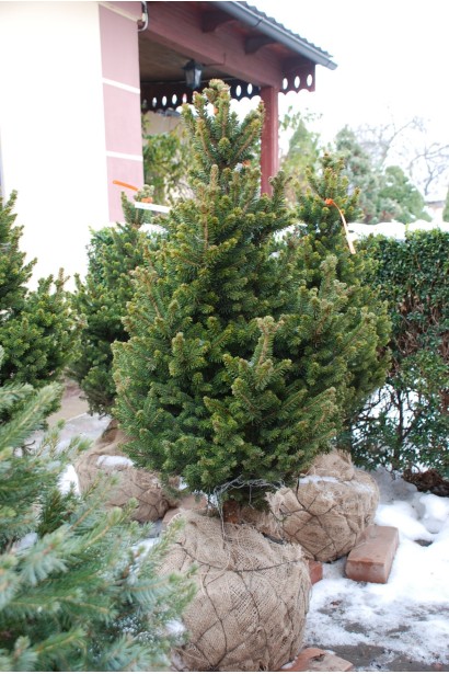 Ялина звичайна Віллс Цверг - ком35кг/вис.80-90см/Ø40-45см